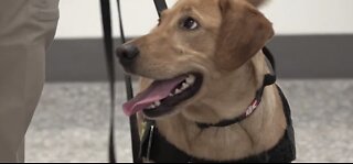 Meet the new K-9s of a bomb-sniffing team for the Las Vegas Convention Center