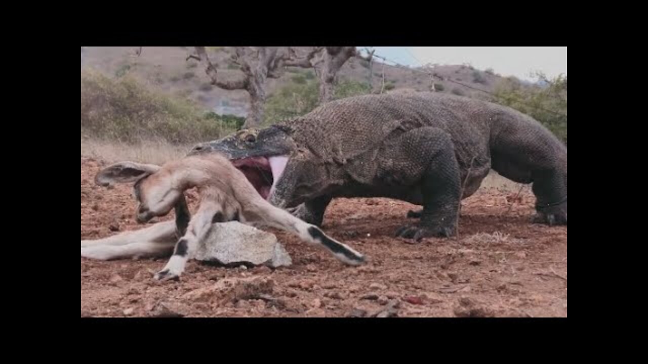 Latest: Komodo Dragon Swallows Baby Goat - Komodo Attack