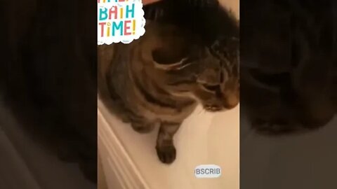 ute cat videos 😹 funny videos