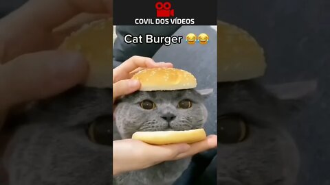 gato burguer sem fritas