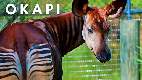Okapi Feeding | Wildlife reserve | Giraffe | Animals | No Copyright Video | Stock Footage