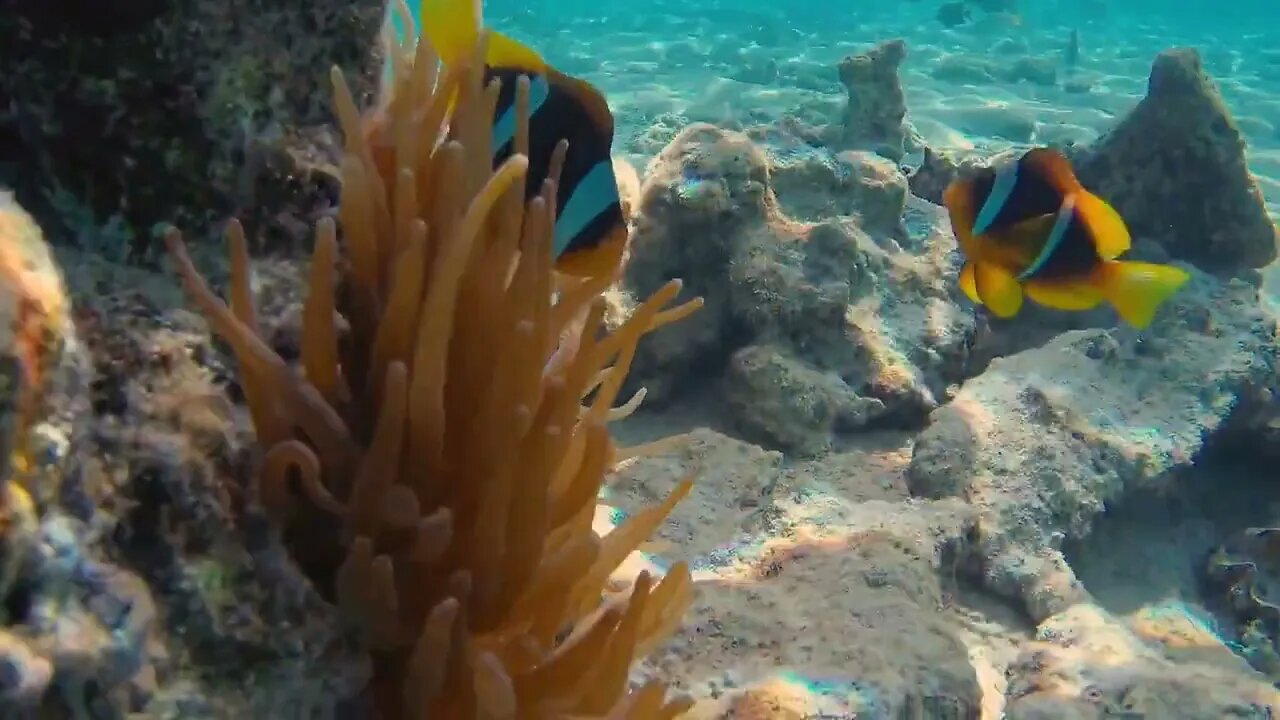 Clownfishes on the background of anemones in the red sea