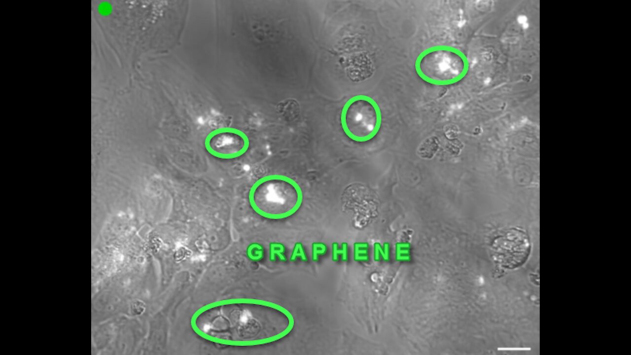 Mouse heart cells grown on "GRAPHENE" beat at a rate controlled by light stimulation