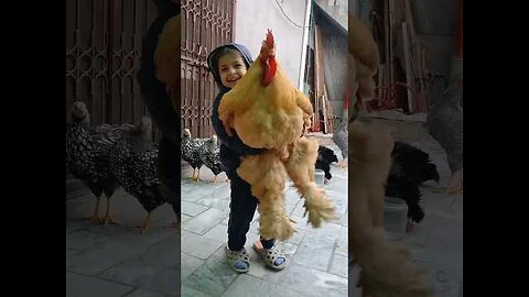 World biggest chicken.