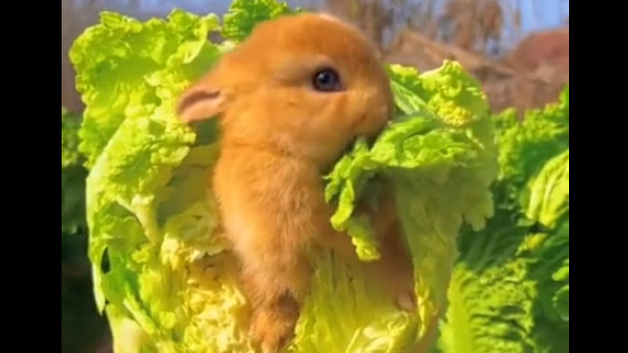 Cute Rabbit funny video #cute baby animal