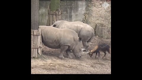 Antelope challenging Rhinoceros