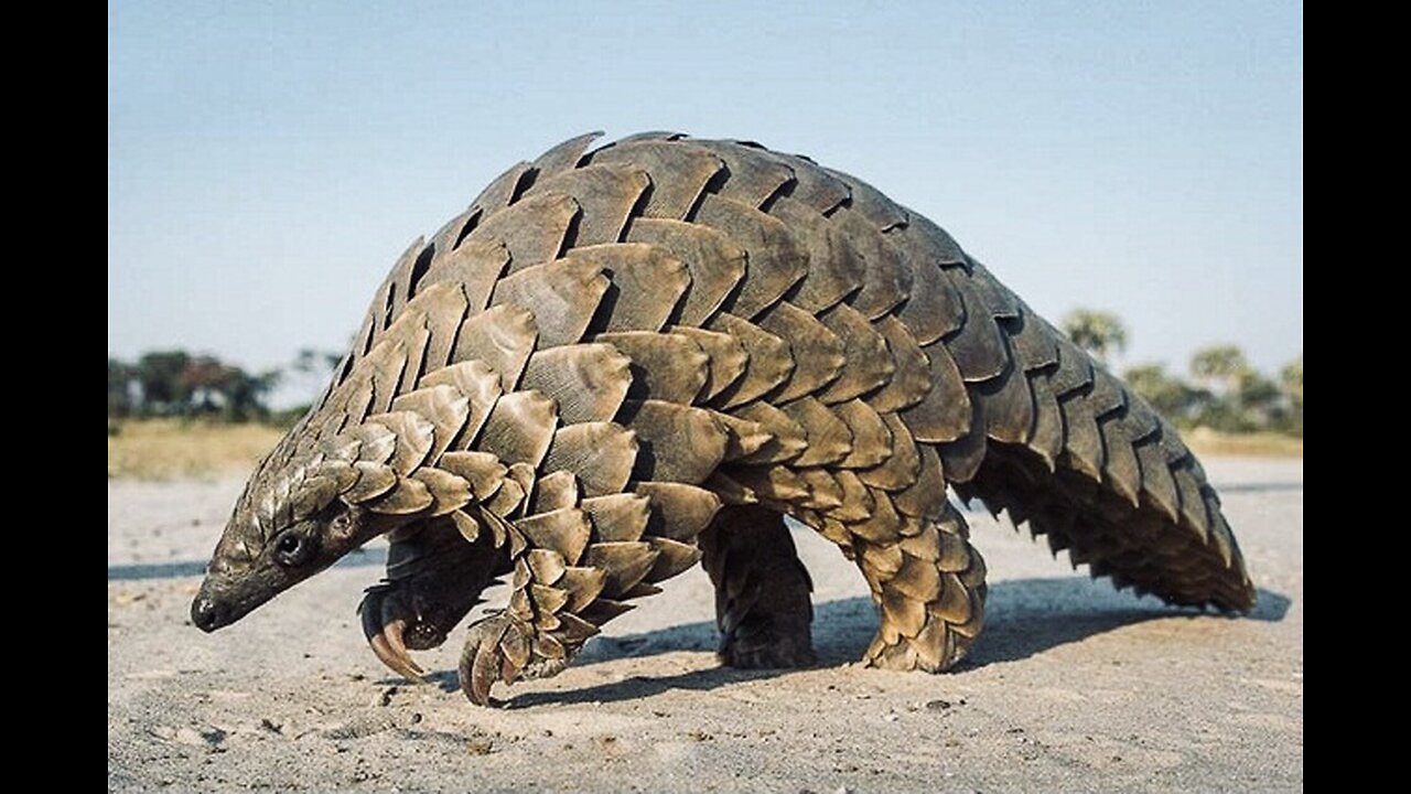 5 Fun Facts About The Giant Pangolin