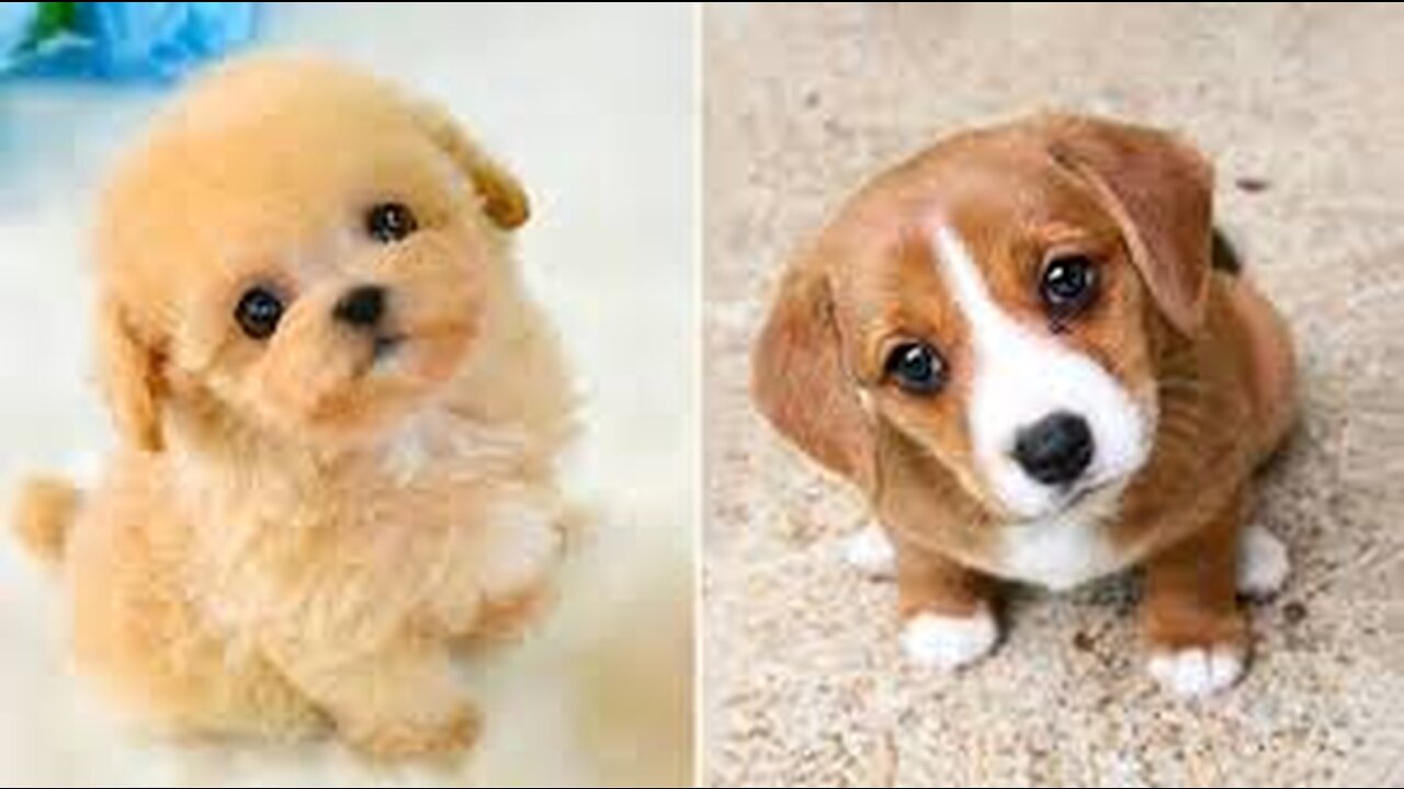cute puppies🥺🥺