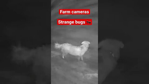 Farm cameras: monitoring animals