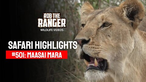 Safari Highlights #501: 01st October 2018 | Maasai Mara/Zebra Plains | Latest Wildlife Sightings