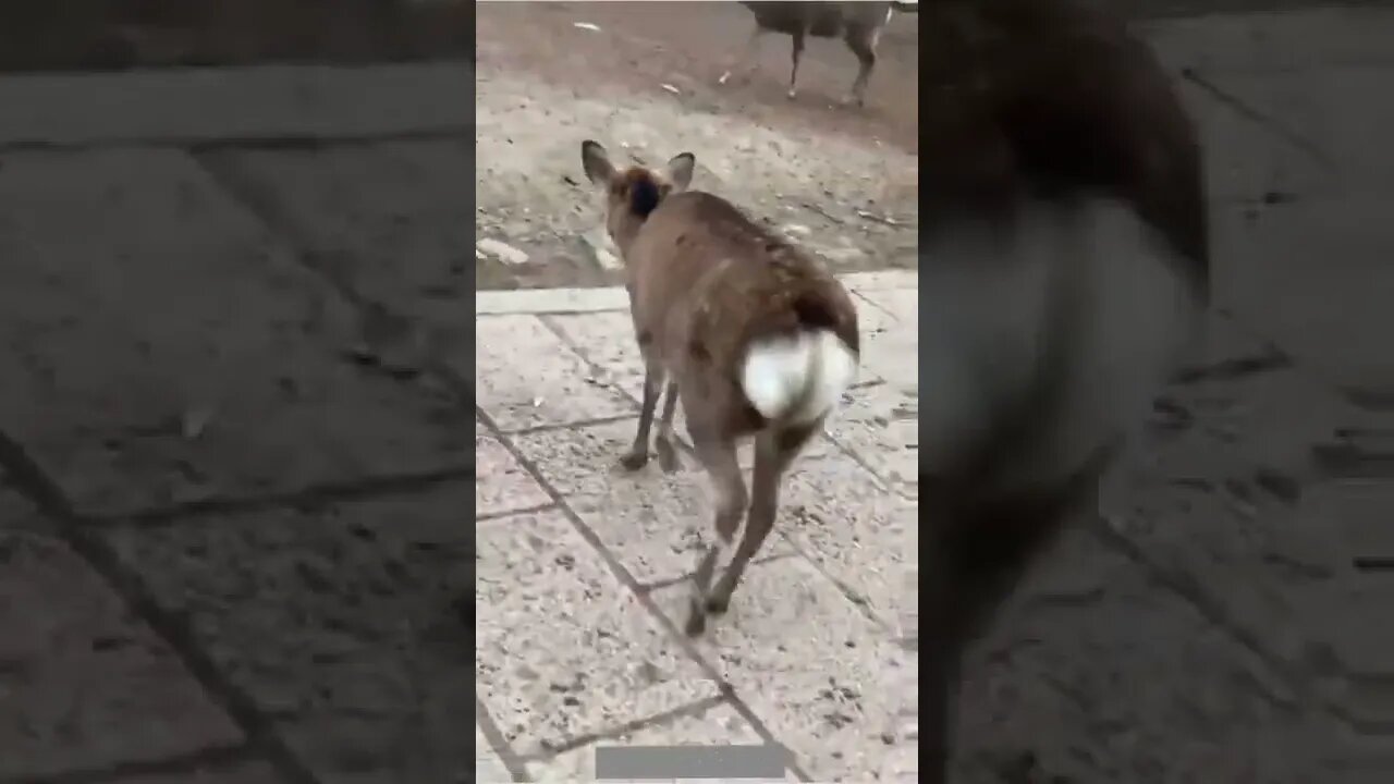 Furious Deer and Poor kid. 🦌🧒😂😂