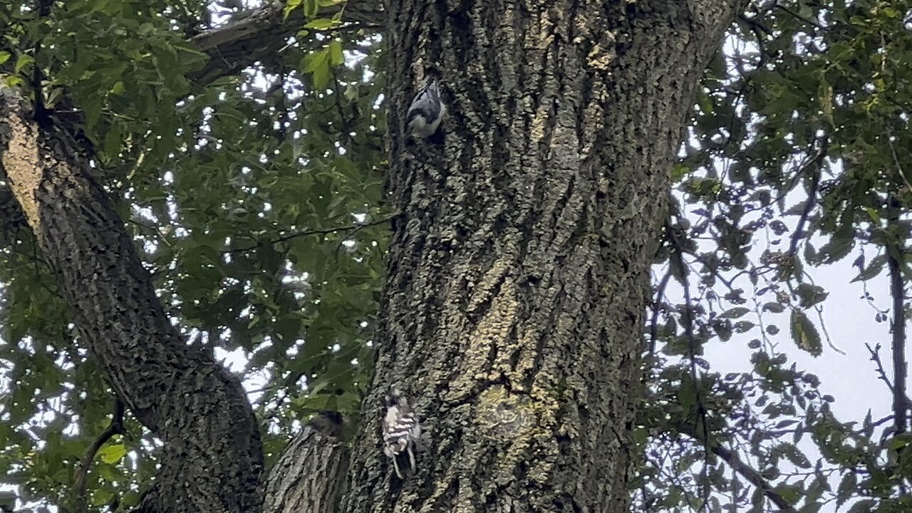 Downy Wood Pecker and a Nuthatch