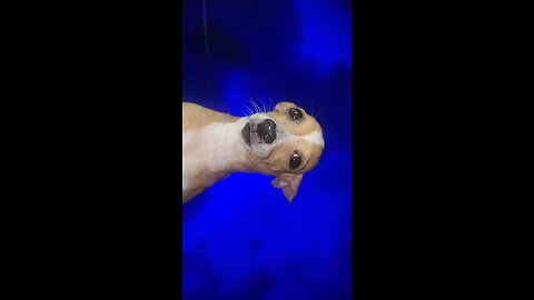 Dog with edit