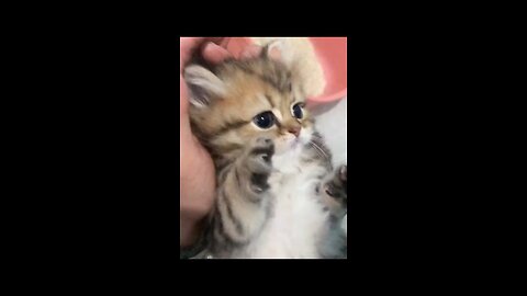 Cat cuteness overload