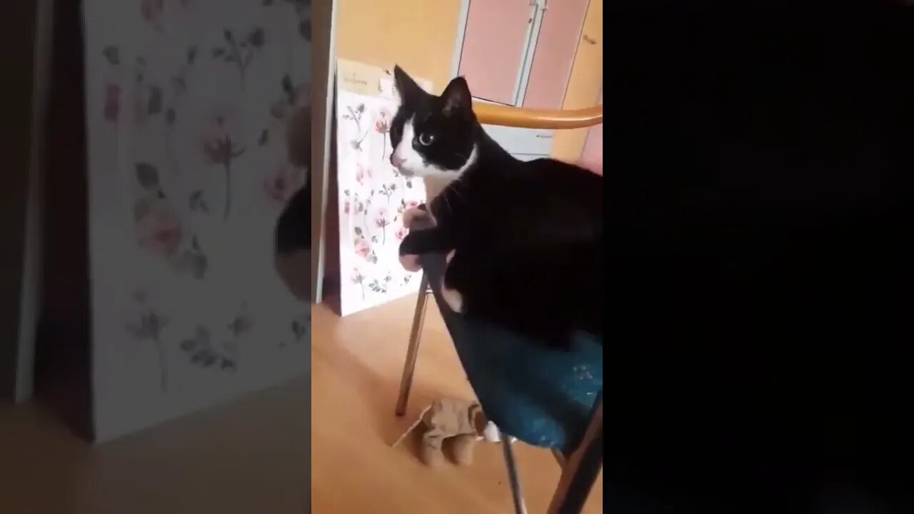 Autonomous tail! ❤️😂😂