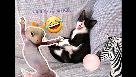 Animal's Funny Video.Must Watch🤣