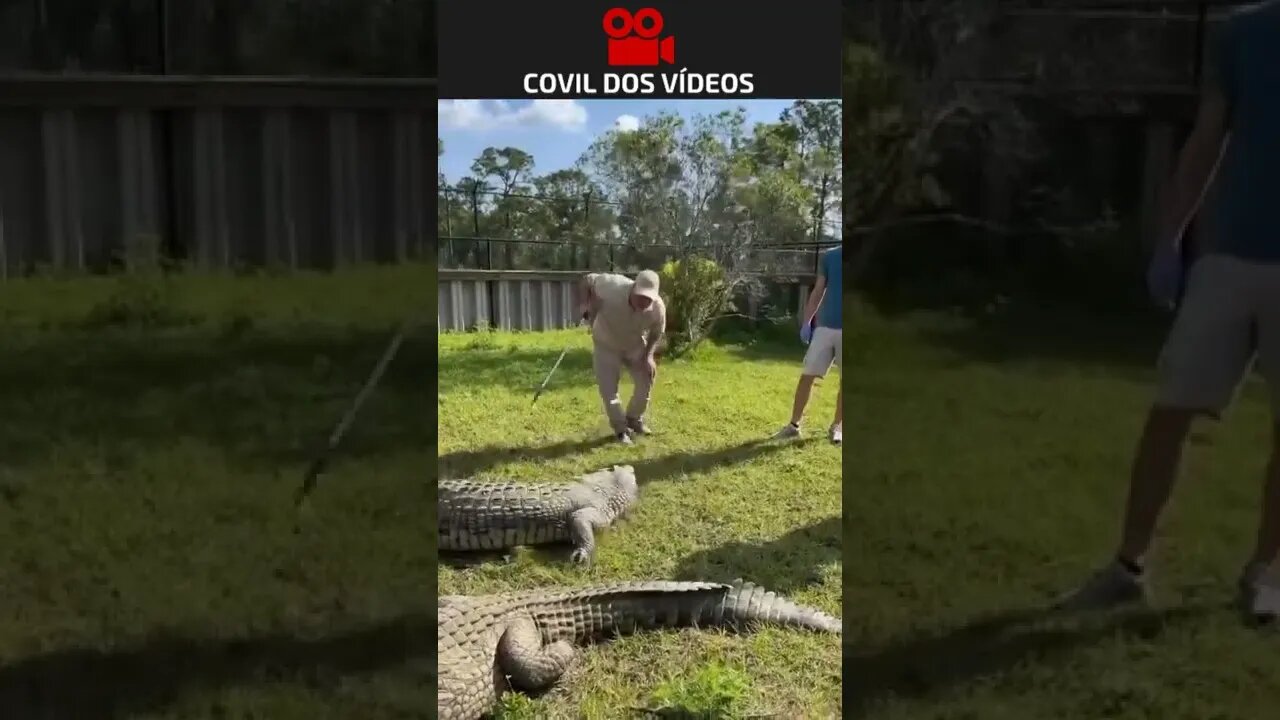 nunca deixe o crocodilo com fome antes de fazer isso