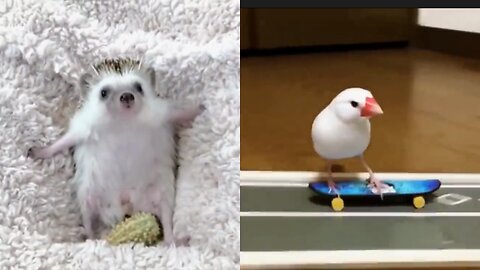 Cute baby animals Videos Compilation.1.