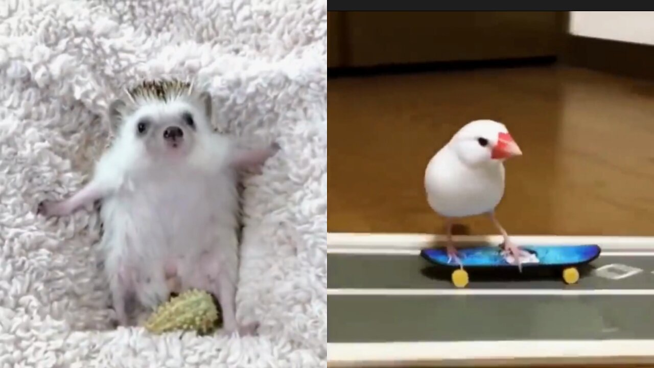 Cute baby animals Videos Compilation.1.