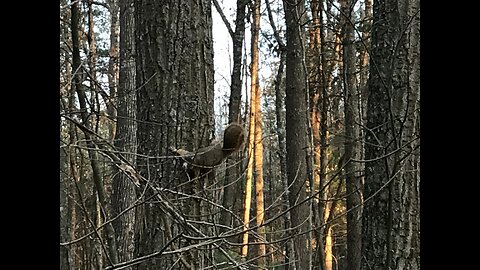 Fried Squirrel