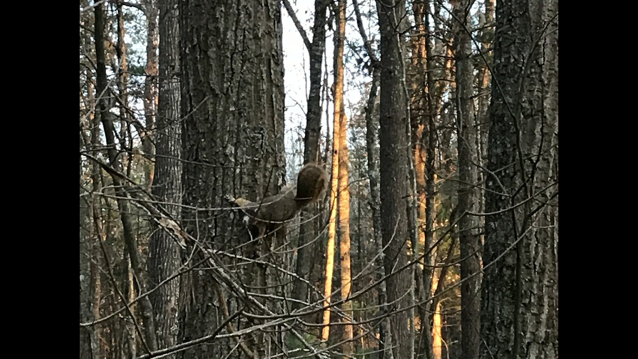 Fried Squirrel