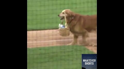 🐕Best water boy ever #shorts #animals #dog #baseball