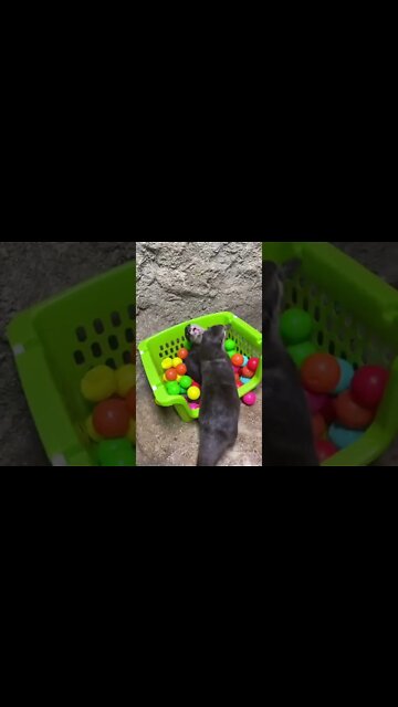 Slow Mo Otter Action! #shorts