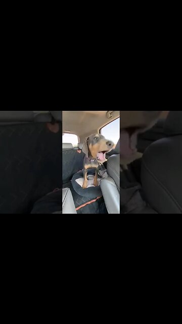 So CUTE! 😍 #dobermanpuppy HOWLS Over Car Ride! #dobermanpinscher #dobermanlove #doberman #dobies
