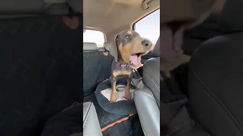 So CUTE! 😍 #dobermanpuppy HOWLS Over Car Ride! #dobermanpinscher #dobermanlove #doberman #dobies