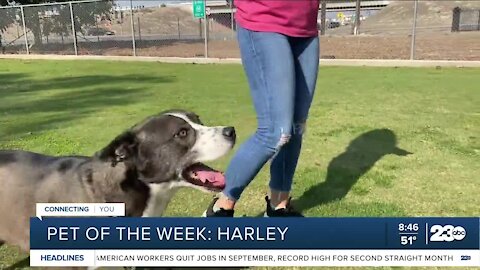 Pet of the week: Harley