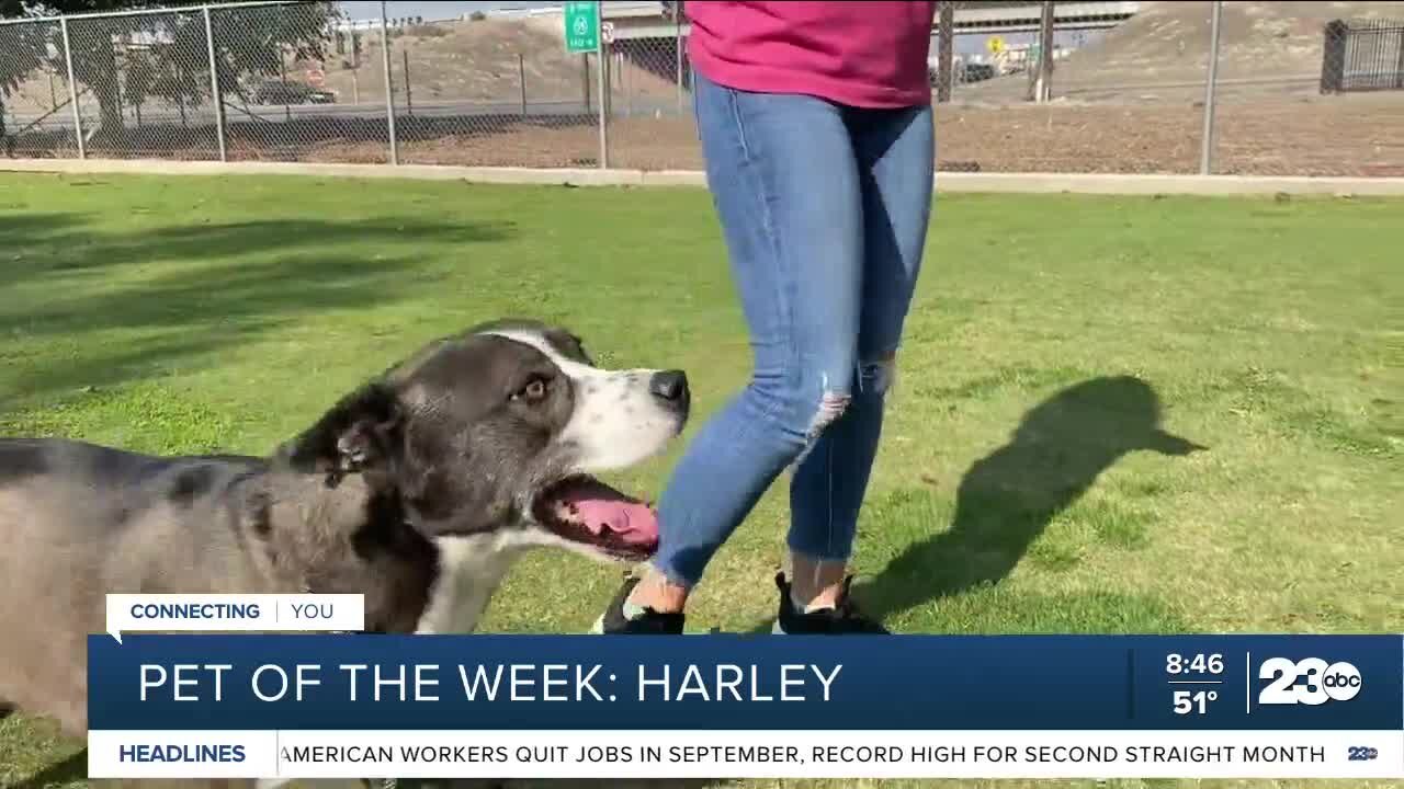 Pet of the week: Harley