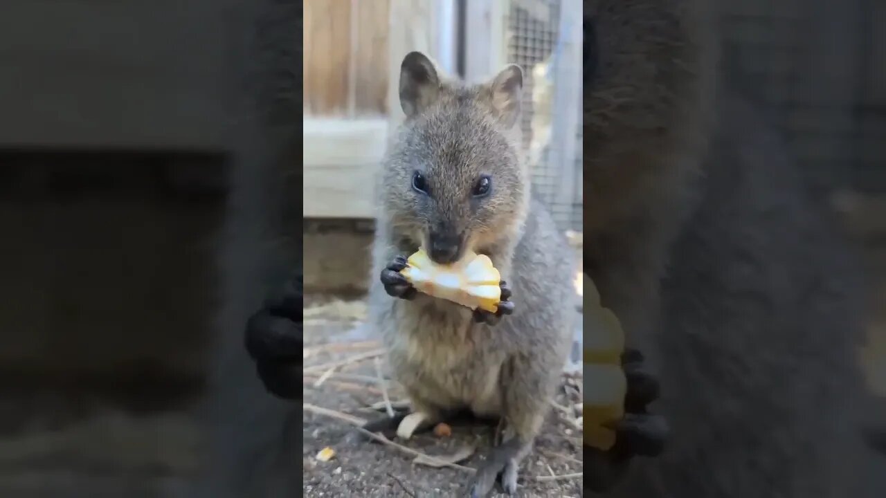 Cute funny Quokka -124