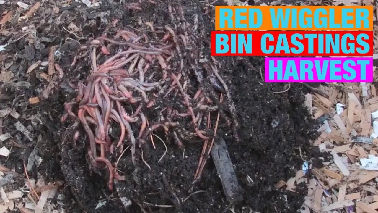 Worm Wednesday 1lb. Red Wiggler Bin Castings Harvest