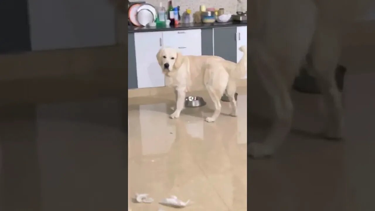 Golden Retriever | Perks of having a #goldenretriever 😂😂😂. My busy weekend’s cleaning after him.