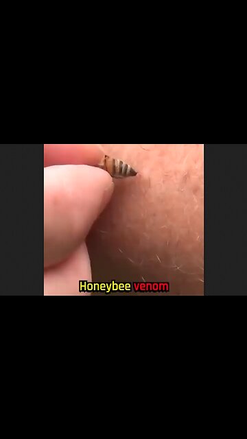 Honey Bee venom kills breast cancer cells & leaves normal healthy cells unharmed - HaloHealthth