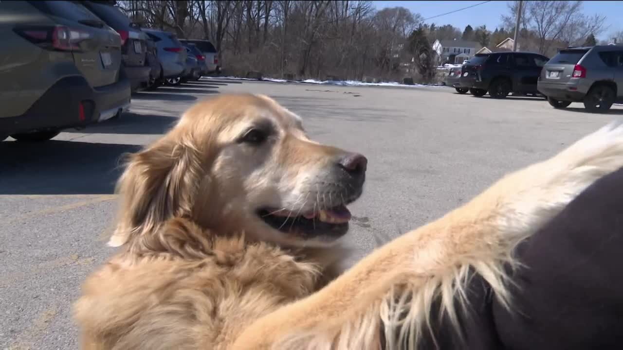 Hannah Hugs: The therapy dog spreading love across Milwaukee