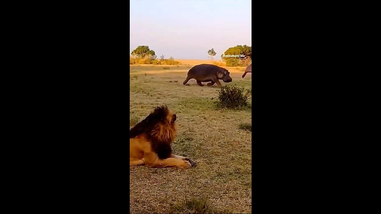 Animals world life
