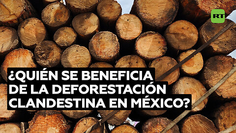 México anuncia planes de detener la tala ilegal