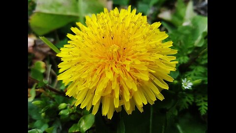 dandelions