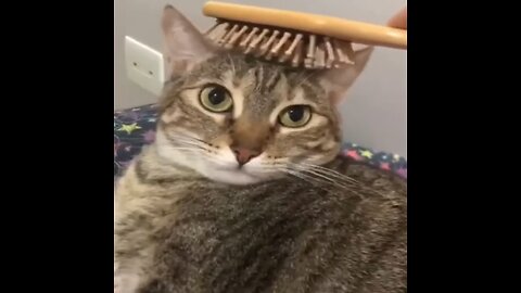 Funniest Dogs and Cats Video | Best Funny Animal Videos 2023