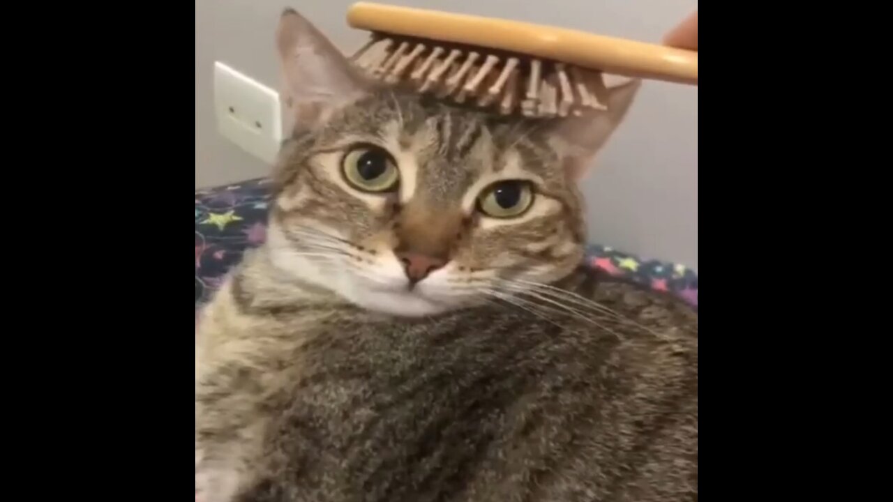 Funniest Dogs and Cats Video | Best Funny Animal Videos 2023