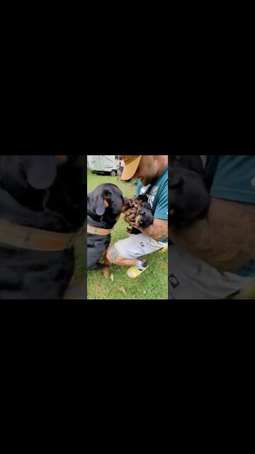 Dad meets his baby boys for the first time 😍 Priceless Reaction! #Shorts #rottweiler #dogs