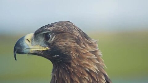 Golden Eagle Looks Around