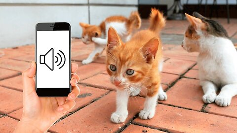 Sounds To Make Your Kitten Come 2U!!!!!!