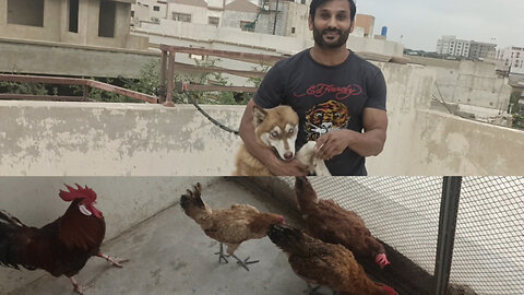 My first Pets Vlog