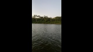 Pelican