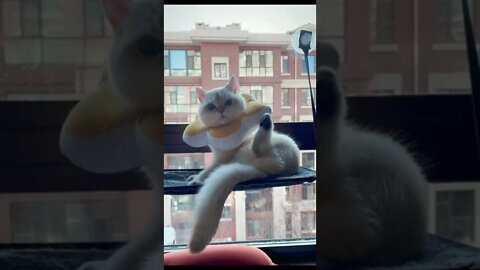 Cute and Funny Cat🐱🐱❤️❤️#shorts #viralvideo #cat #cats #catvideos #catstagram #funny