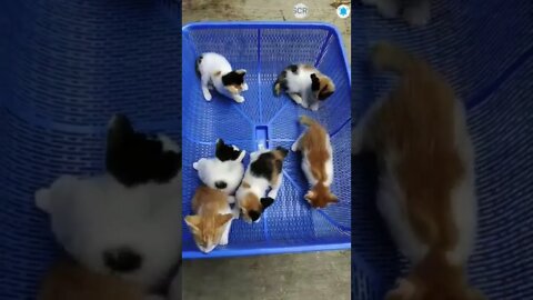 cute cat videos 😹 funny videos 😂 502 😻