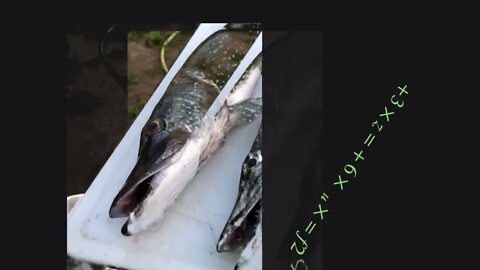 Fishing in the first degree #thegreedinus #boycott911