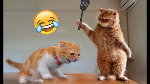 Funniest animal videos🤣🤣🤣 || Best cats and dogs funniest moments of 2022.